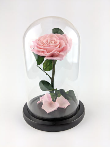 Pink Enchanted Rose with Personalized Engraved Plate